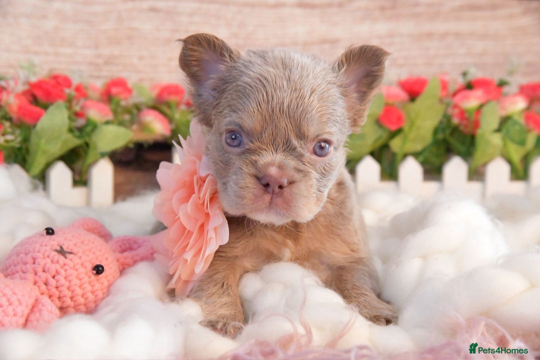 French Bulldog dogs for sale: Kc registered new shade french bulldogs - Image 13