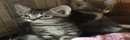 Mixed Breed cats for sale: Grey and grey tabby kittens ready to go in Bath - Advert 4