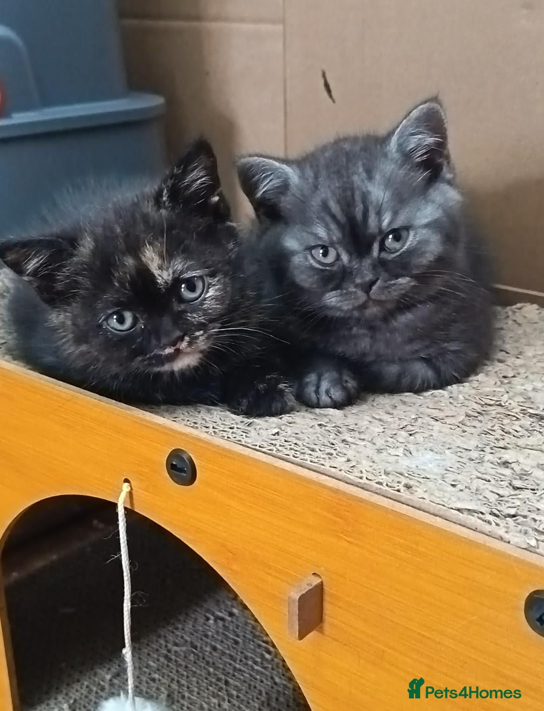 British Shorthair cats *Beautiful BSH Babies*Health Tested Parents* - Advert 1