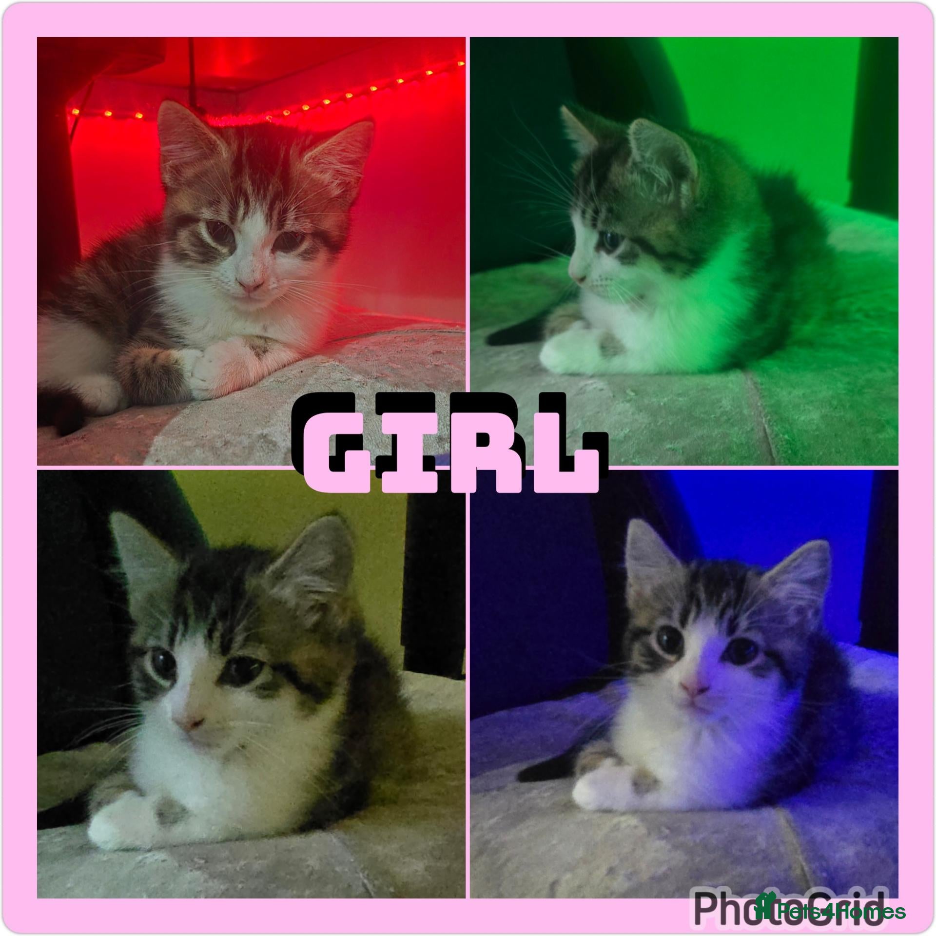 Mixed Breed cats for sale: X2 gorgeous kittens no more timewasters plz - Advert 16