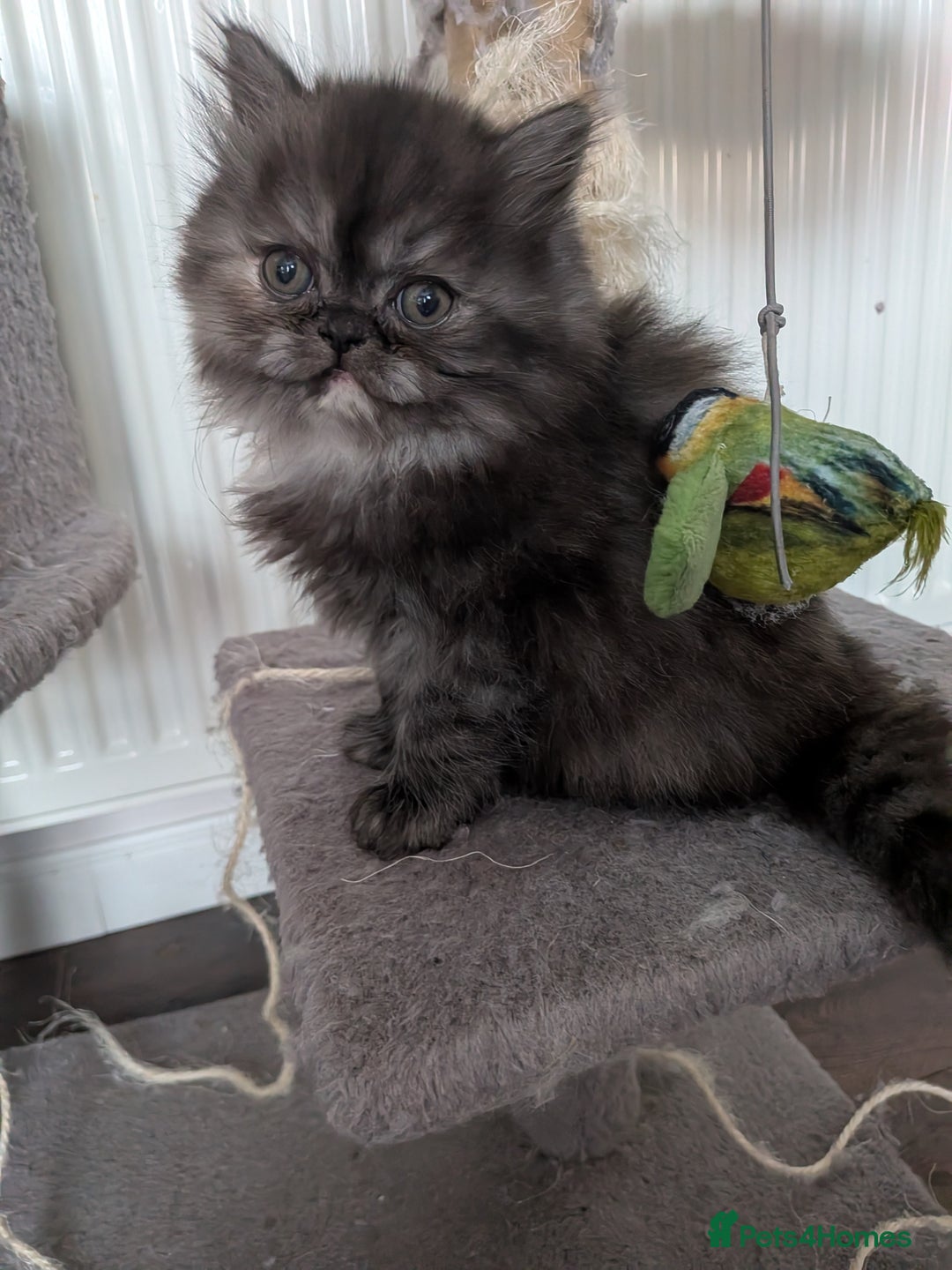 Persian cats for sale: Beautiful Persian kittens  - Image 8