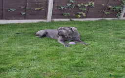 Cane Corso dogs for stud: BLUE CANE CORSO STUD  in Waltham Cross - Image 3