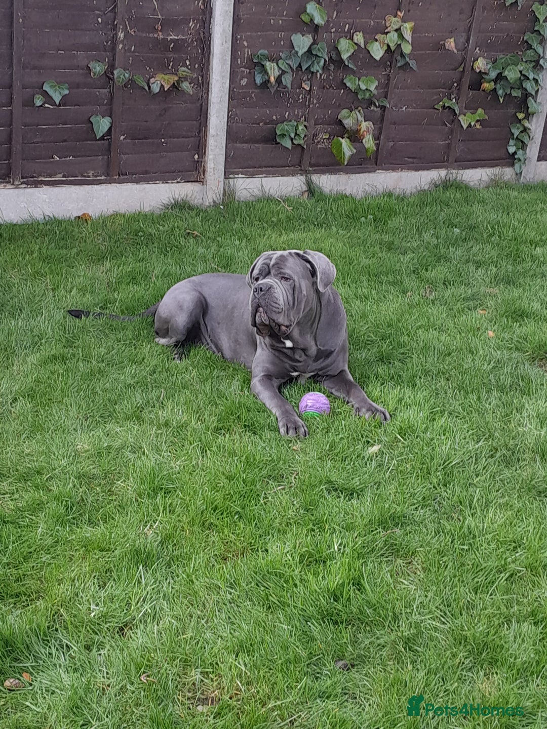 Cane Corso dogs for stud: BLUE CANE CORSO STUD  in Waltham Cross - Image 3