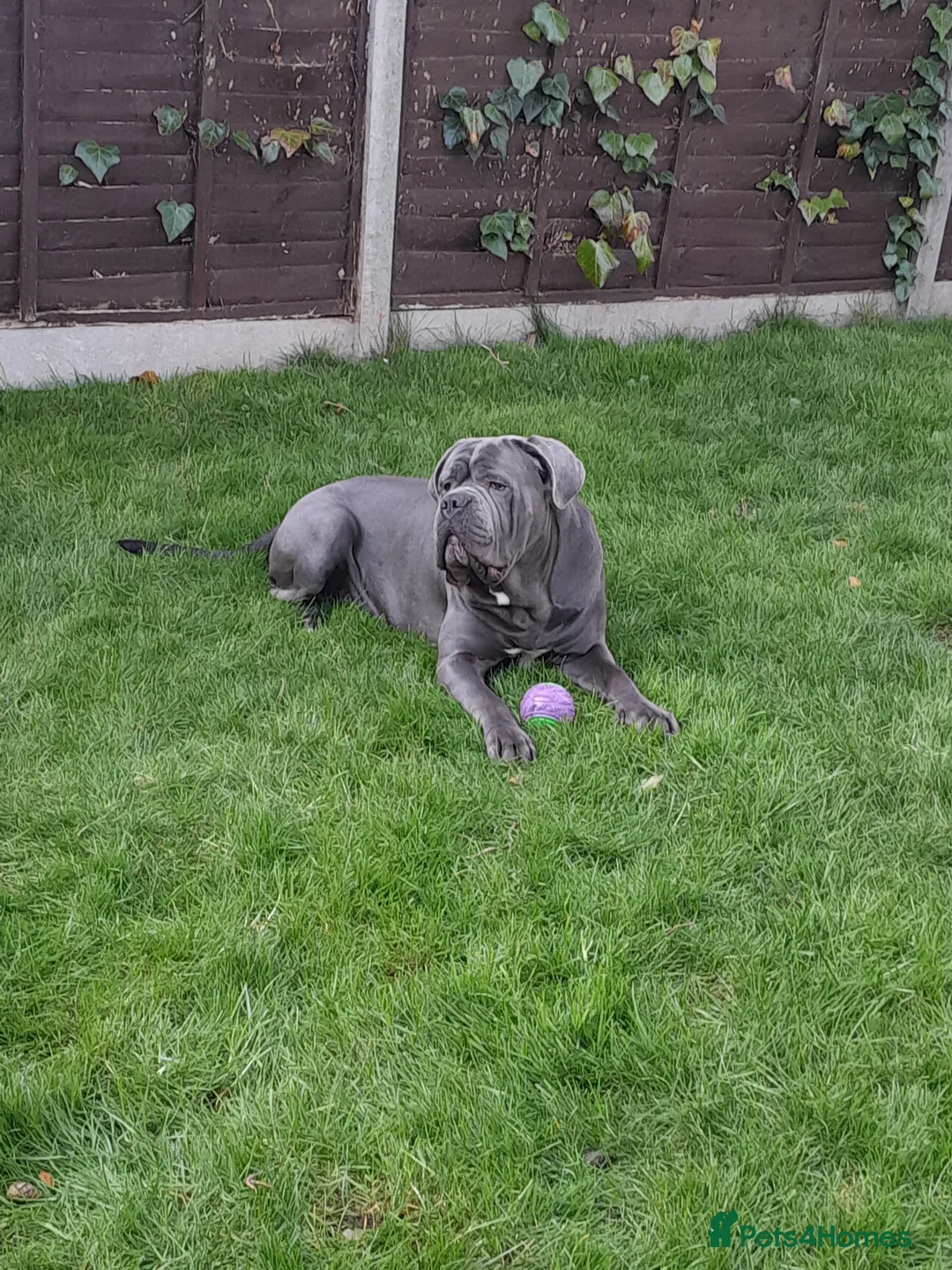 Cane Corso dogs for stud: BLUE CANE CORSO STUD  in Waltham Cross - Advert 3