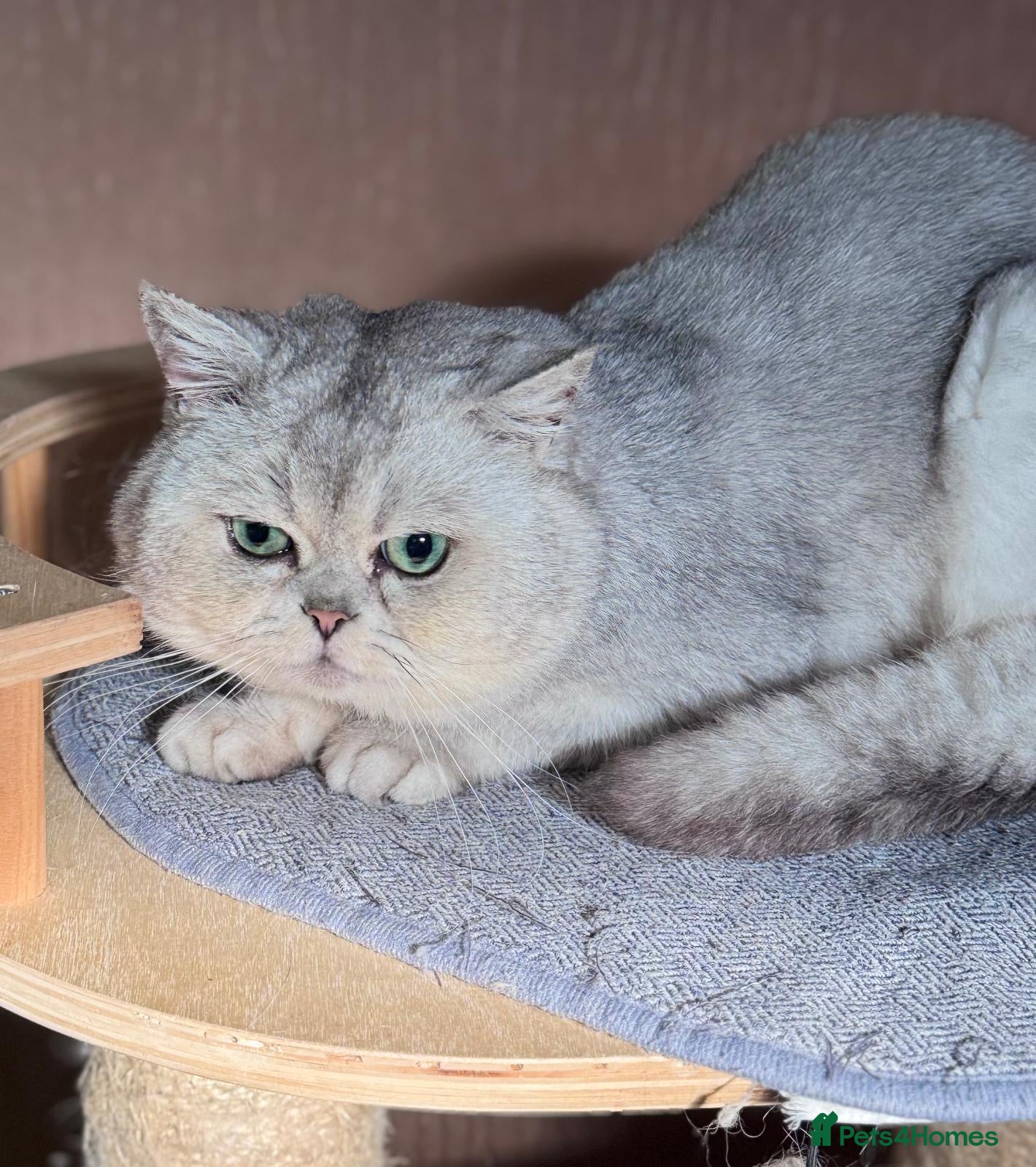 Scottish Fold cats Scottish straight male  - Advert 2