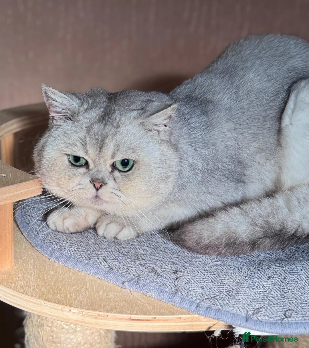 Scottish Fold cats for sale: Scottish straight male  - Advert 1
