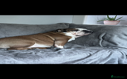English Bulldog dogs for sale: Dolly  - Image 5