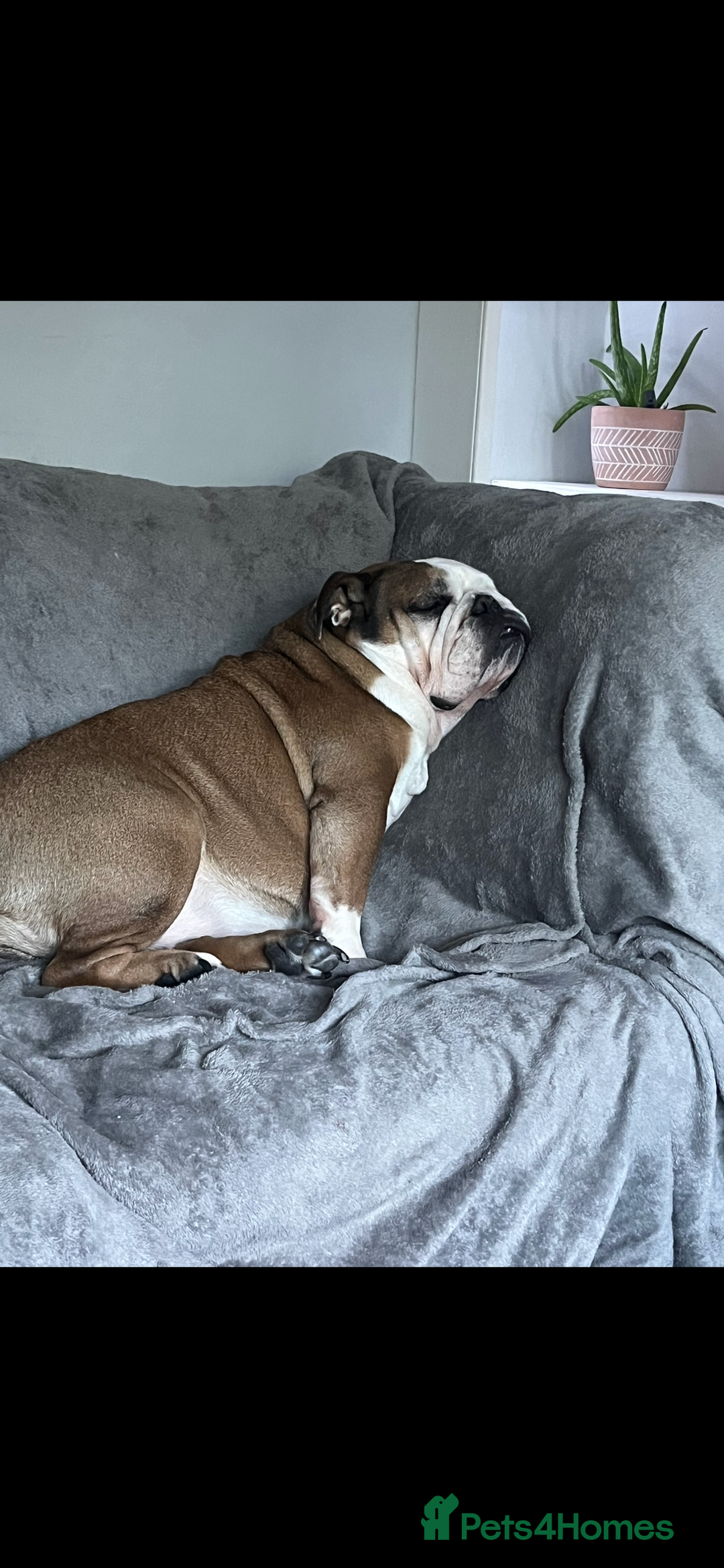 English Bulldog dogs for sale: Dolly  - Image 5