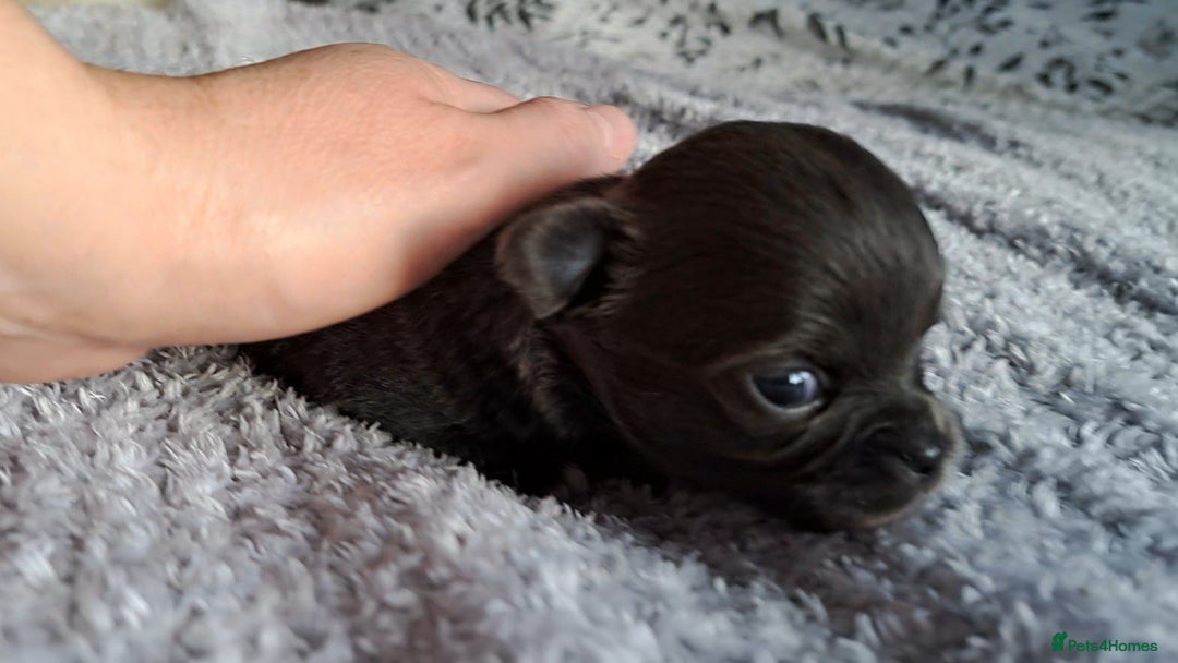 Chihuahua dogs for sale: Long Coat Chihuahua Puppies for Sale - Advert 8