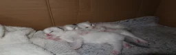 Ragdoll cats for sale: Bicolor/Lynx Ragdoll Kittens - TICA Registered  - Advert 8