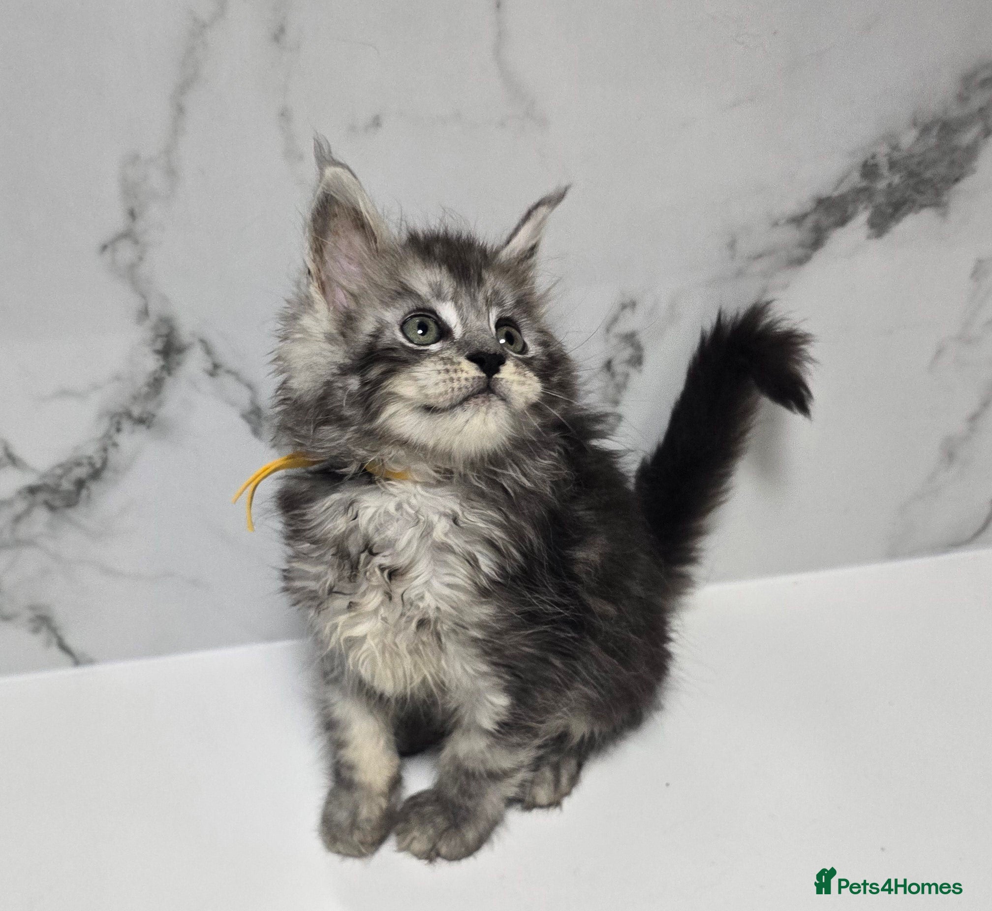 Maine Coon cats Kittens MaineCoon Tica Registred Maine Coon - Advert 18