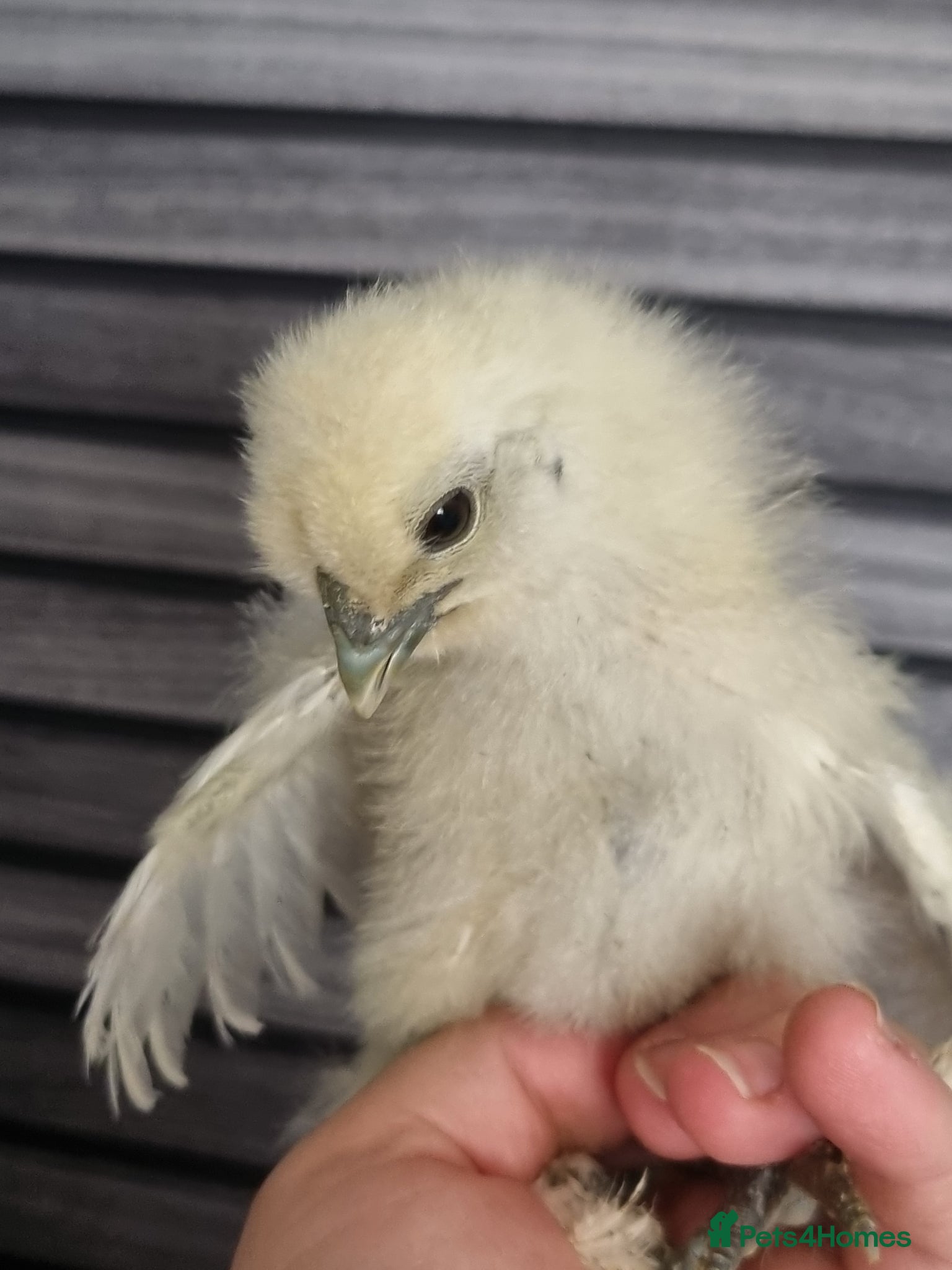 Chickens poultry Silkie chick's 3 weeks old  - Advert 16