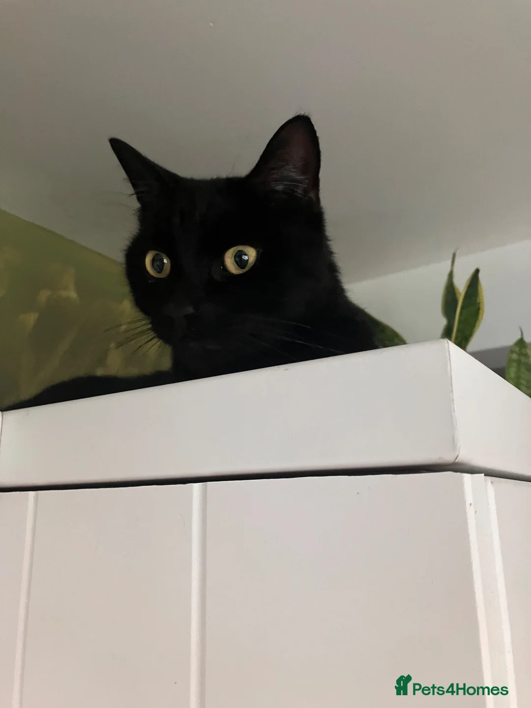 Mixed Breed cats for sale: Donnie - Advert 3