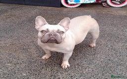French Bulldog dogs for sale: Lilac Fawn French bulldog - Image 1