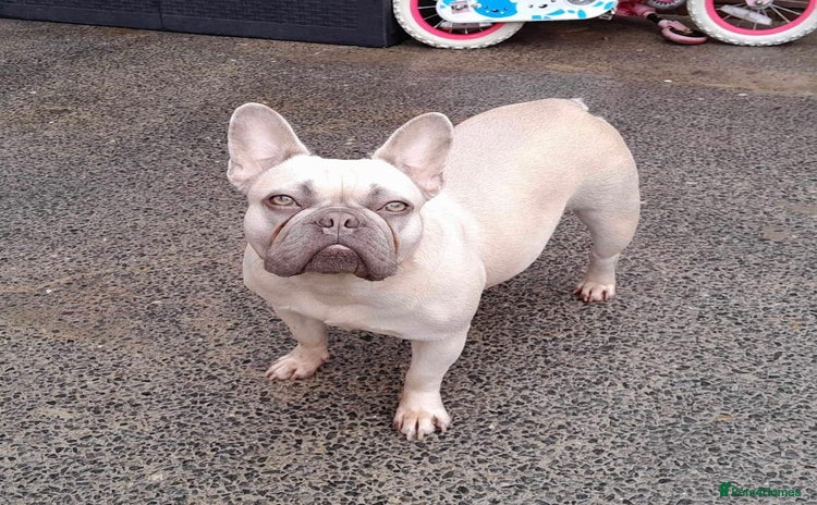 French Bulldog dogs - Advert 4