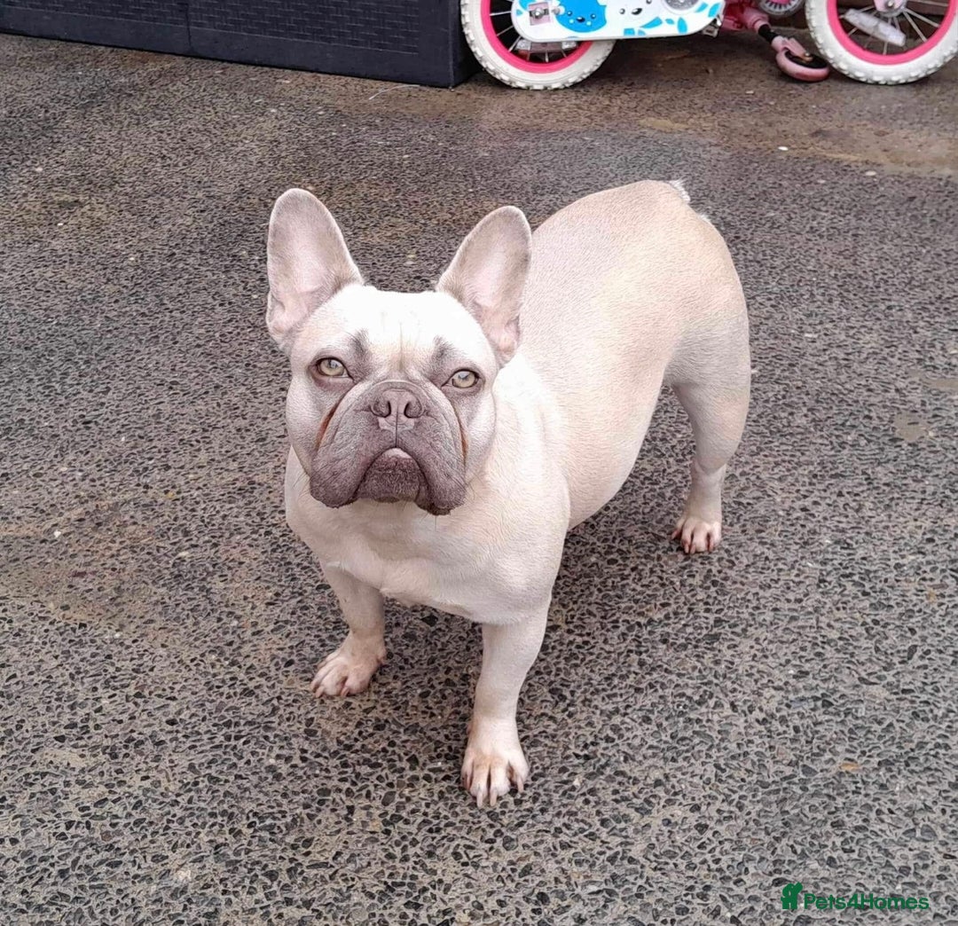 French Bulldog dogs for sale: Lilac Fawn French bulldog - Image 1