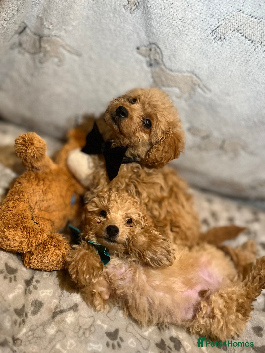 Miniature Poodle dogs for sale: 🐶 Miniature Poodle Puppies! 🐾 - Image 23