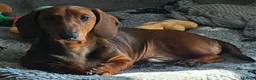 Dachshund dogs for sale: Standard smooth haired dachshund male 6 months  - Advert 2