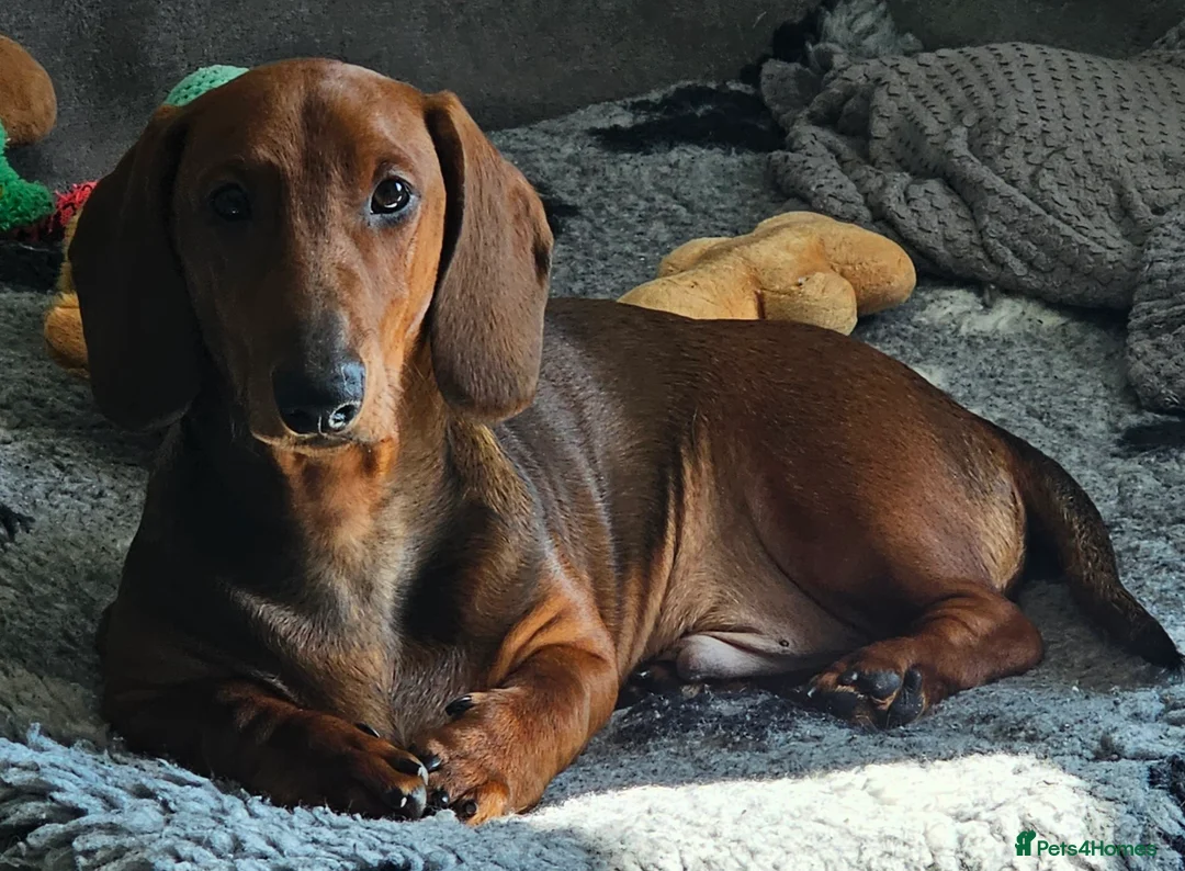 Dachshund dogs for sale: Standard smooth haired dachshund male 6 months  - Advert 2