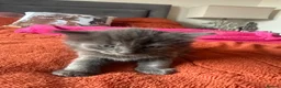 Mixed Breed cats for sale: Beautiful placid kittens  - Advert 4