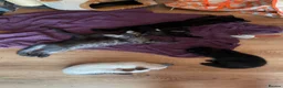 Mixed Breed cats for sale: Adorable kittens ready for there forever families  - Advert 12