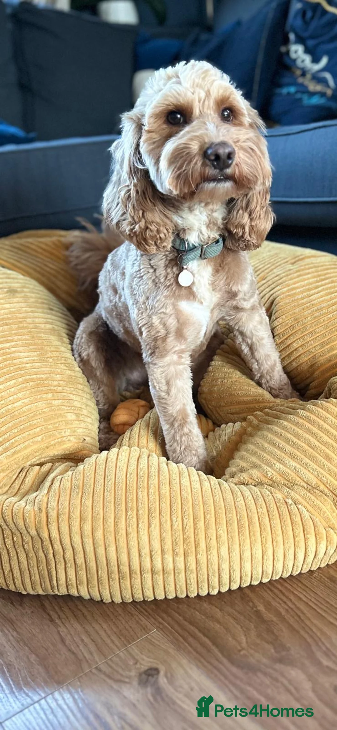 Cockapoo dogs for stud: Beautiful proven cockapoo for stud - Advert 2