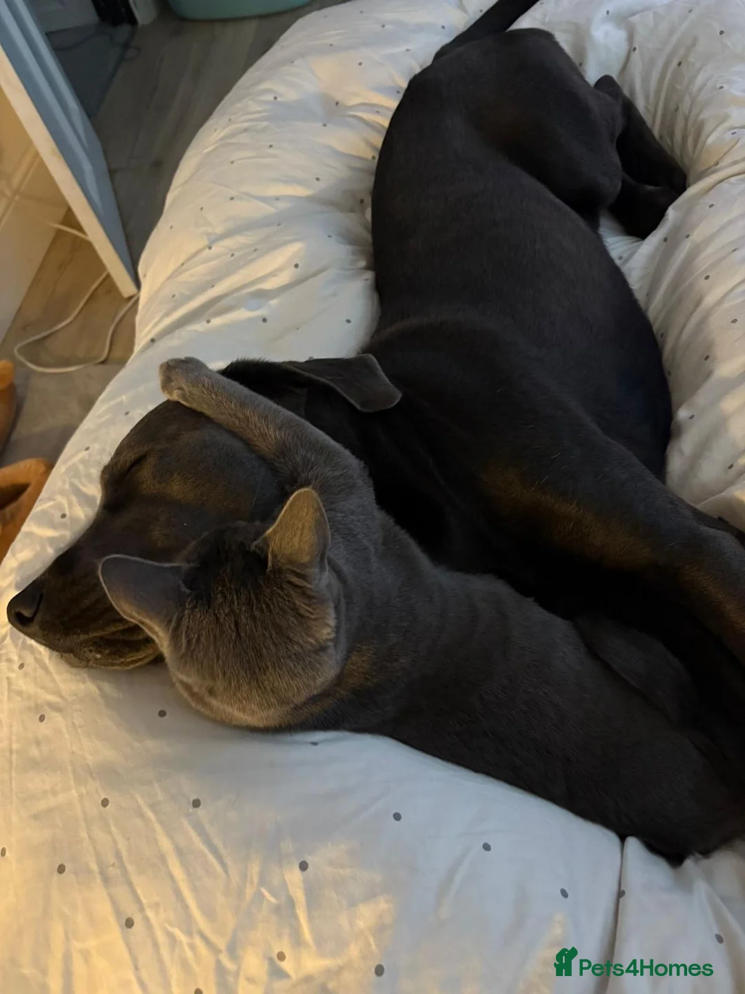 Labrador Retriever dogs for stud: Charcoal Labrador For Stud - Advert 7