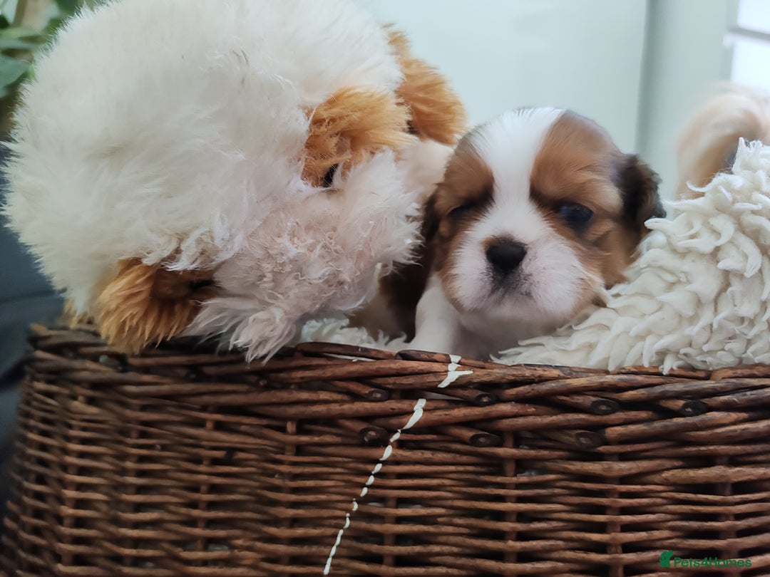 Shih Tzu dogs for sale: Shih Tzu - Image 16