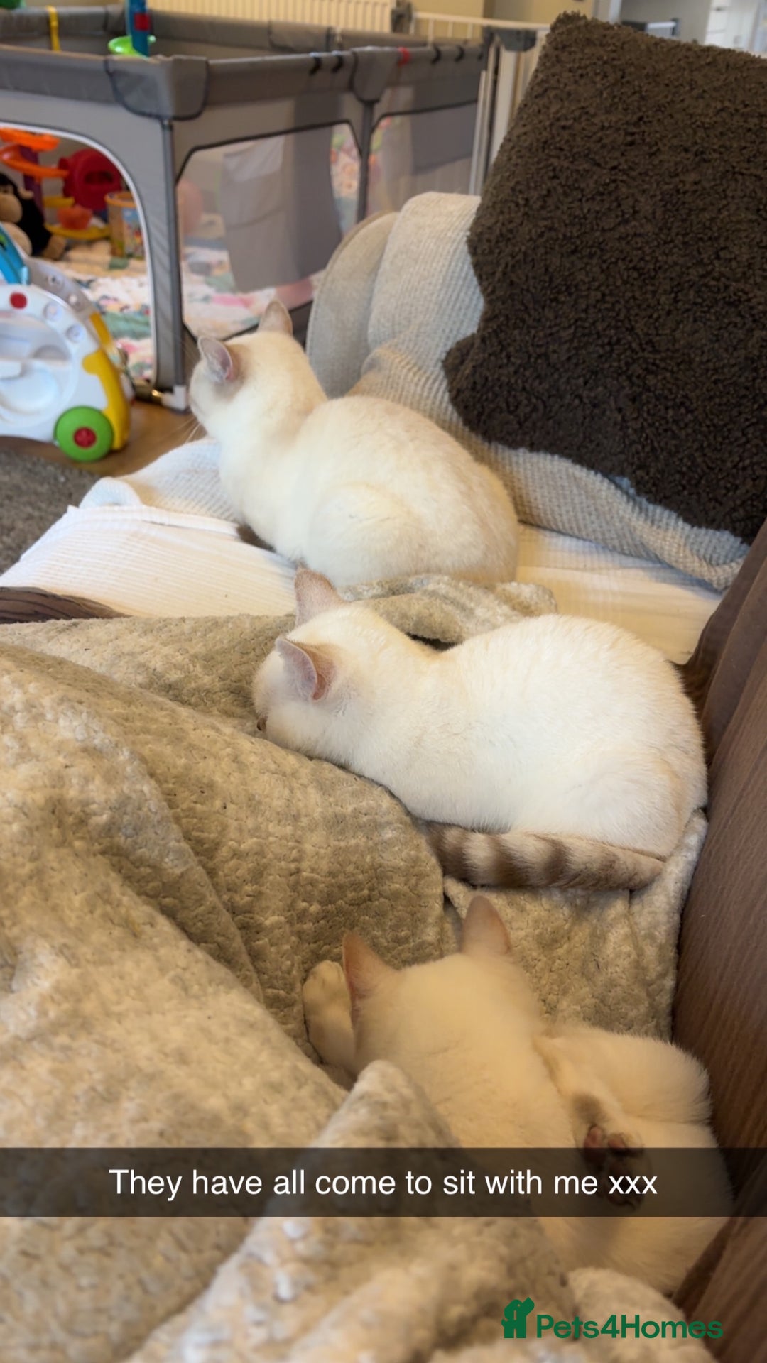 British Shorthair cats for sale: Two beautiful girls waiting for forever home  - Image 18