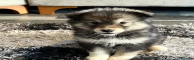 Alaskan Malamute Puppy 6