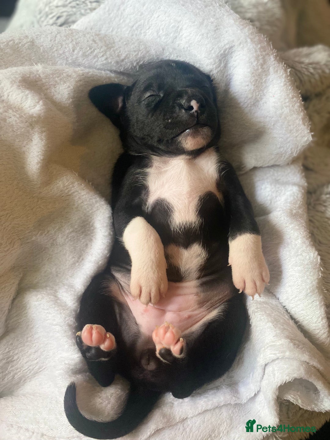 Staffordshire Bull Terrier dogs for sale: Beautiful tri and brindle staffy pups - Image 19