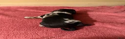 Cocker Spaniel dogs for sale: Beautiful Male Cocker Spaniel Puppies - Advert 16