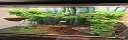 Gecko reptiles for sale: Harlequin x Pinstripe Gecko  - Advert 3