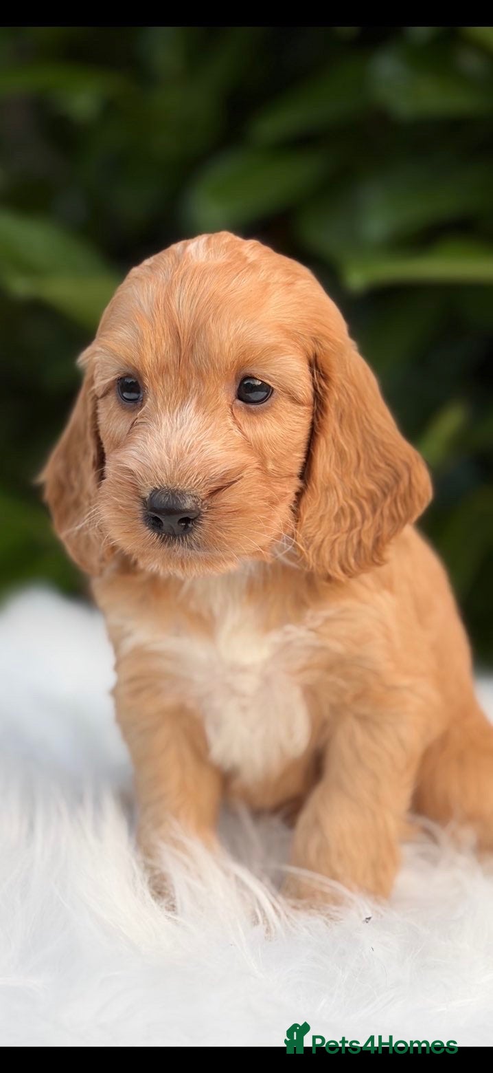Cockapoo dogs Cockapoo males and females  - Advert 3