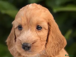 Cockapoo dogs Cockapoo males and females - Advert 3
