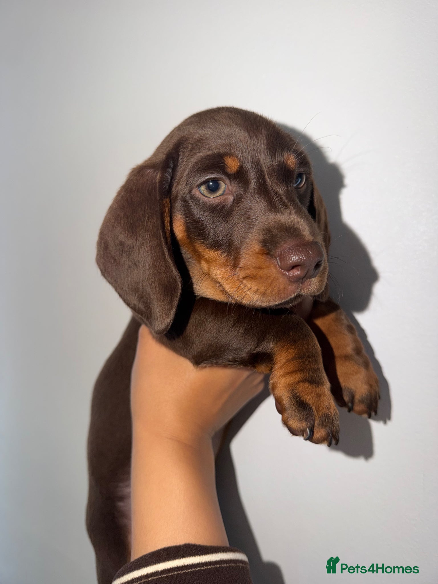 Miniature Dachshund dogs 💗ONE female miniature dachshund💗  - Advert 5