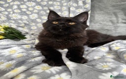 Maine Coon cats for sale: Pure Breed Female Maine Coons Available  in Paisley - Image 1
