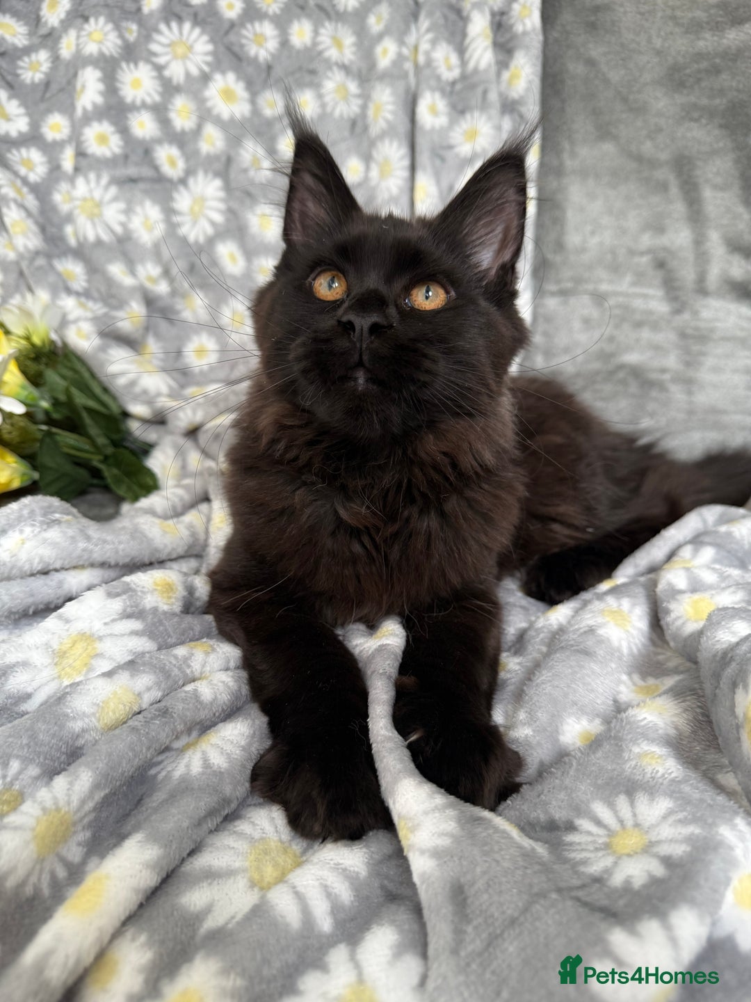 Maine Coon cats for sale: Pure Breed Female Maine Coons Available  in Paisley - Image 1