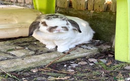 Mini Lop rabbits for sale: 2 x bonded mini male lops - Image 4