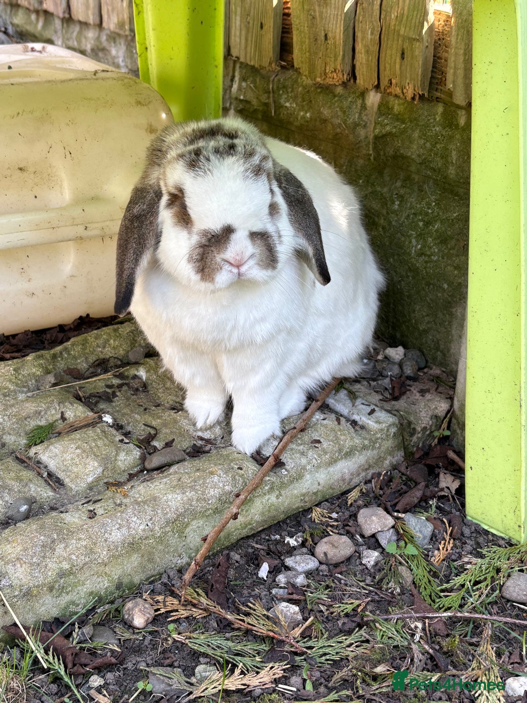 Mini Lop rabbits for sale: 2 x bonded mini male lops - Image 4