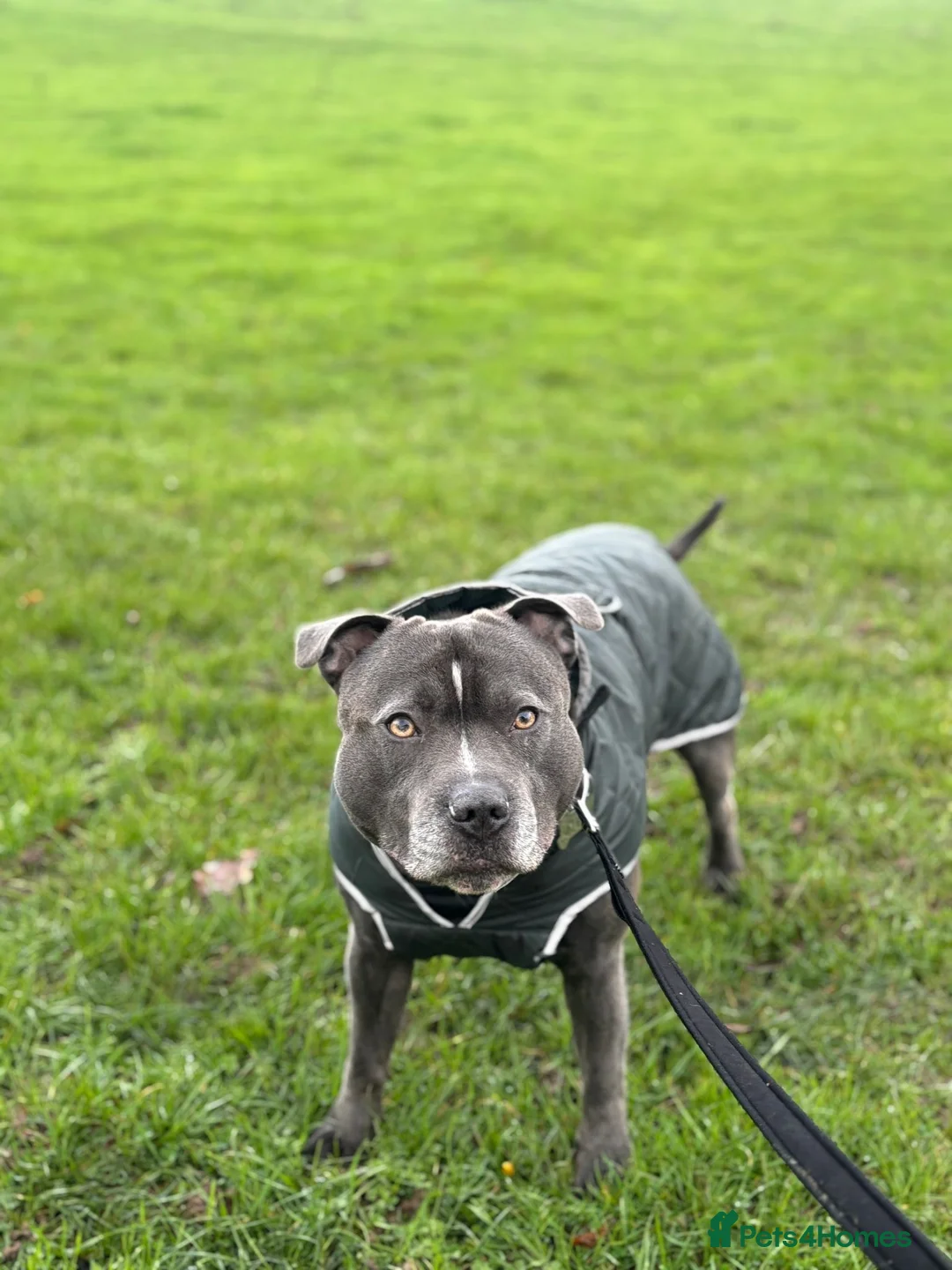 Staffordshire Bull Terrier dogs for stud: BLUE Staffy boy is ready for stud  - Advert 5