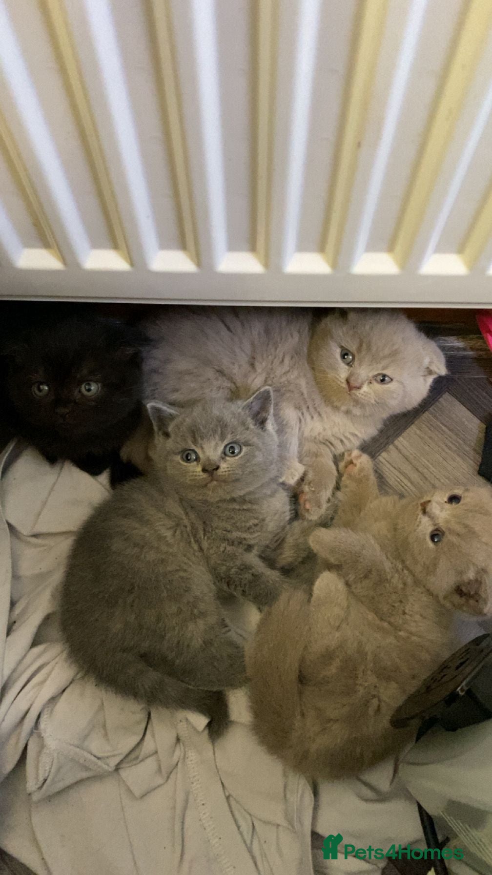 British Shorthair cats British short hairs - Advert 1