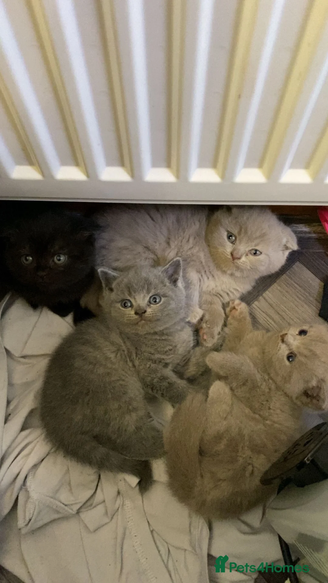 British Shorthair cats for sale: British short hairs - Advert 1