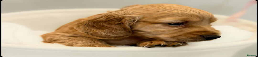 Cocker Spaniel Puppy 3