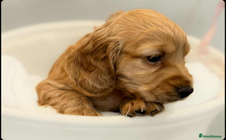 Cocker Spaniel dogs - Advert 3