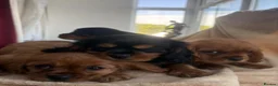 Cavalier King Charles Spaniel dogs for sale: HEALTH CHECKED DNA TESTED READY in Rochdale - Advert 3