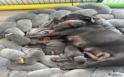 Staffordshire Bull Terrier dogs for sale: STUNNING litter of blue staffy pups - Image 6