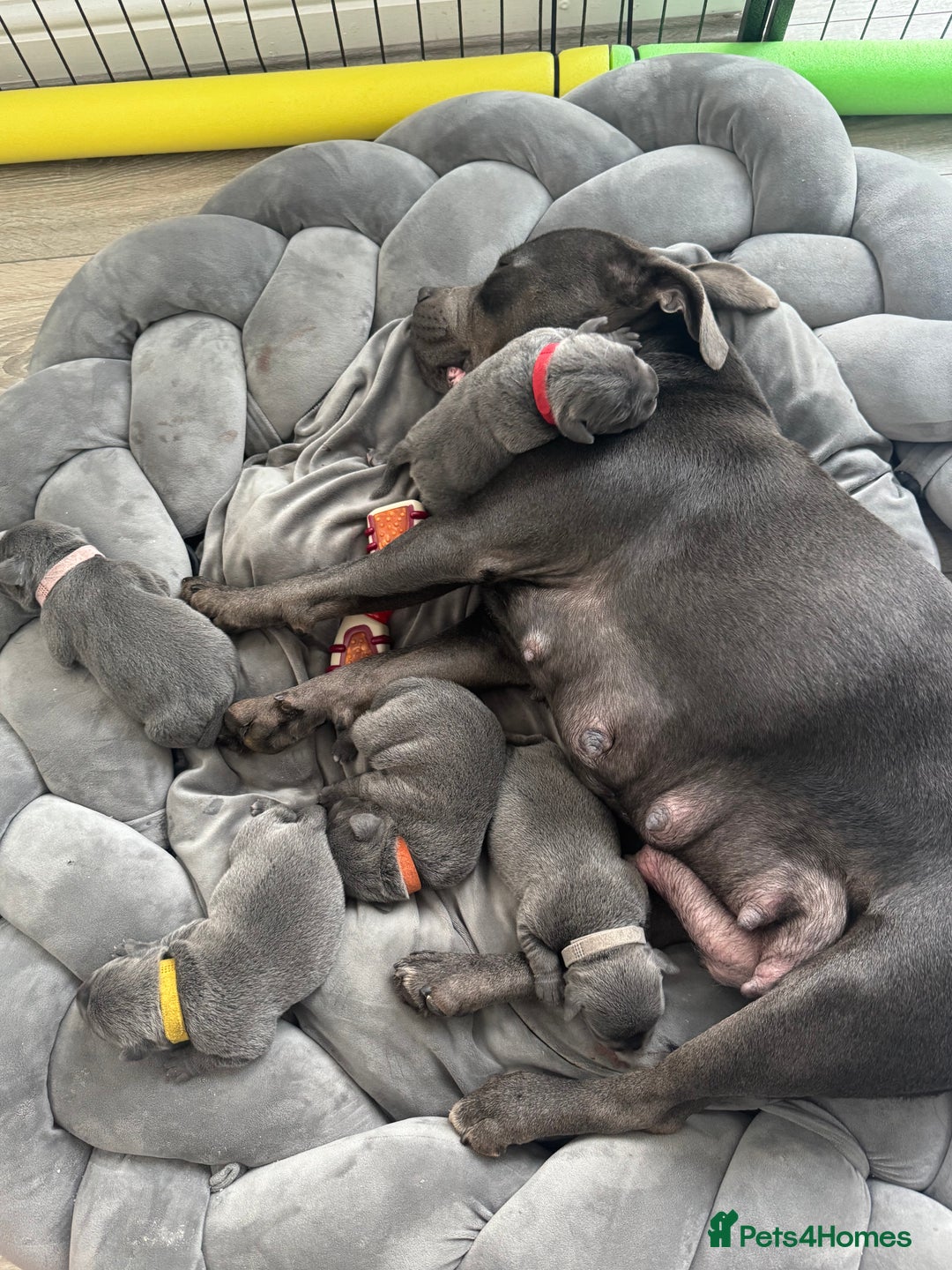 Staffordshire Bull Terrier dogs for sale: STUNNING litter of blue staffy pups - Image 6