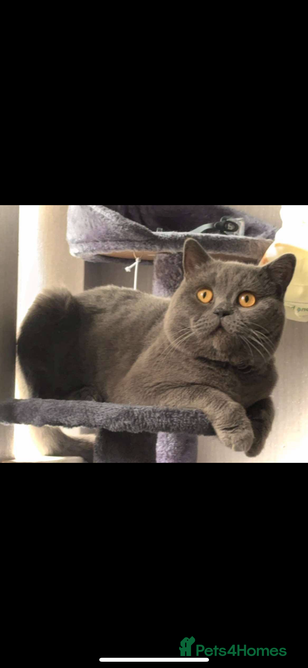 British Shorthair cats for sale: British short hair kittens  - Image 19