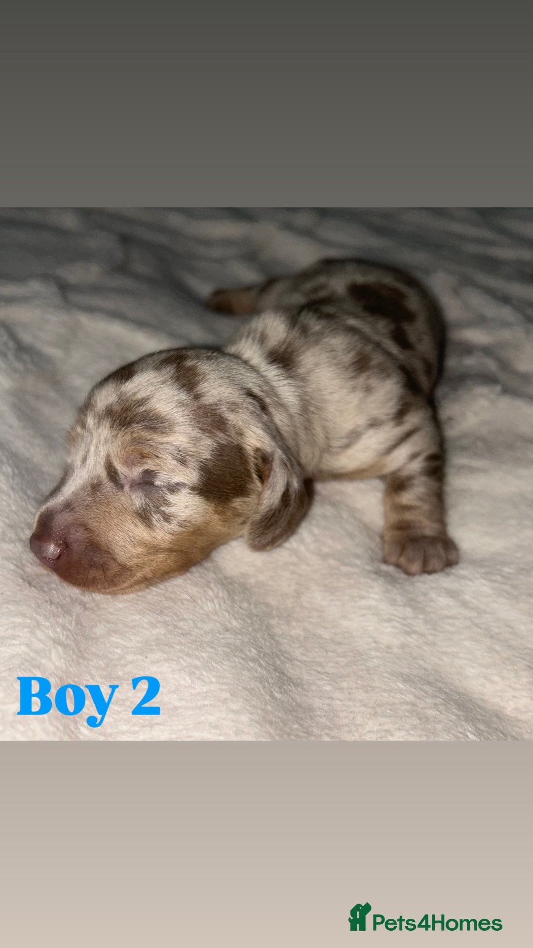 Dachshund dogs for sale: 🐾 Purebred Dachshund Puppies for Sale! 🐾 - Advert 25